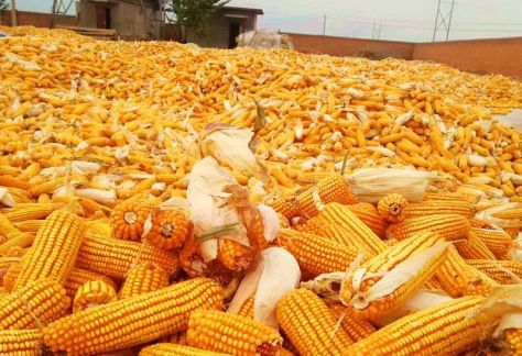 玉米