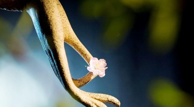 第三世多杰羌佛是什麼人？ 