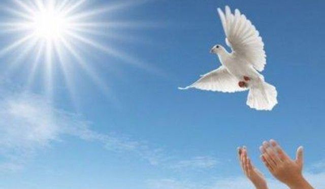 我對放生的淺見——從生命與慧命談起